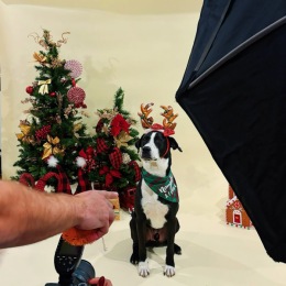 Here are some of the adorable pups we captured at our Santa Paws event!  a dog posing for a picture